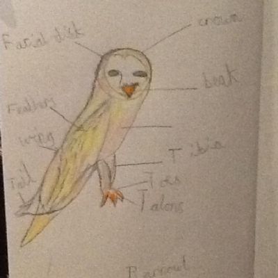 owl1