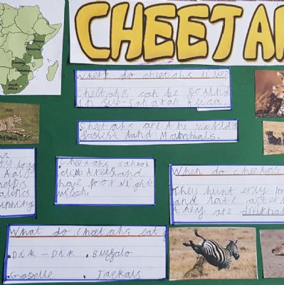 CheetahFactfile11)